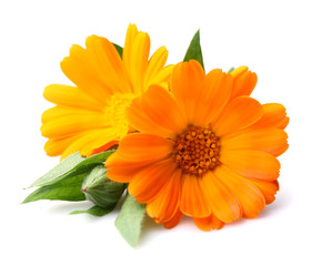 Beauty marigold flowers