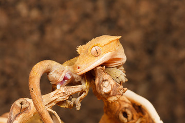 Gecko