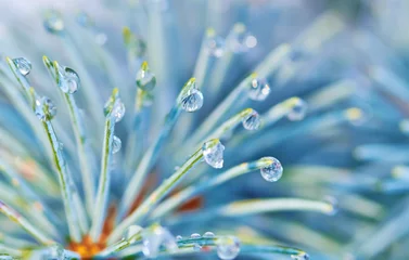 Abwaschbare Fototapete Makrofotografie Blue spruce with drops of snow melting, macro