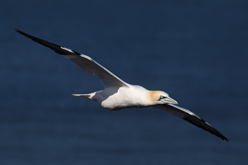Basstölpel (Morus bassanus)