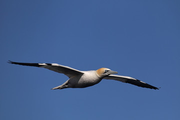Basstölpel (Morus bassanus)