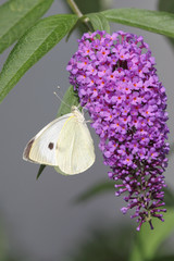 Großer Kohlweißling (Pieris brassicae)