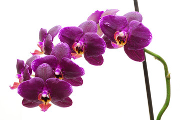 Beautiful pink orchid