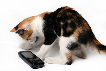 Cat - kitten playing with mobile phone