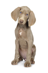 Full length photo of a young Weimaraner dog