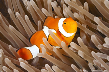 Clownfish