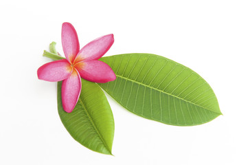 Pink and white frangipani