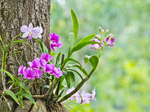 Fototapeta Orchids on the tree