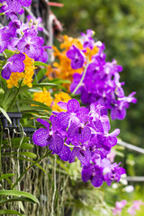 Fototapeta premium Purple Vanda orchid