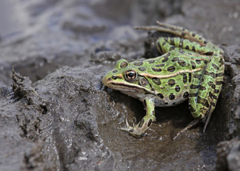 Frog in the Mud