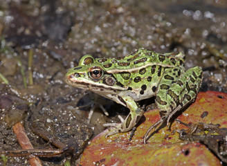 A Northern Leopard frogs (Lithobates pipiens) sitting at the edge of a lake.  Shot in Muskoka, Ontario, Canada..