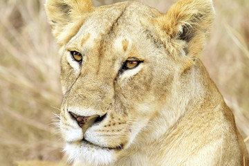A lioness on the Masai Mara in Kenya, Africa.