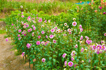 ピンクのダリア