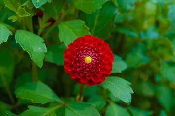 ピンクのダリヤ