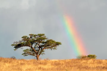 Foto op Aluminium Rainbow landscape, Kalahari desert © EcoView