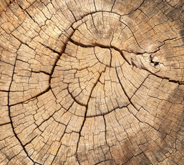 old tree stump texture
