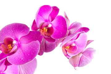Fototapeta na wymiar Twig blossoming orchids
