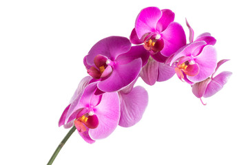 Twig blossoming orchids