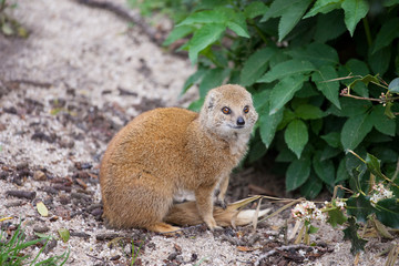 Yellow Mongoose