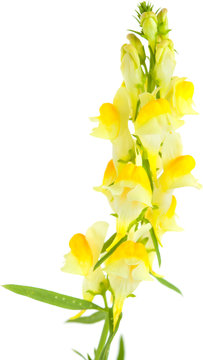 Common Toadflax