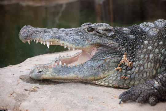 Nile Crocodile Head Closeup