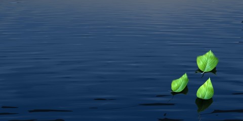 Green leaves on the water
