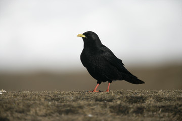 Alpine chough or yellow-billed chough, Pyrrhocorax graculus