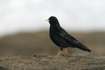 Alpine chough or yellow-billed chough, Pyrrhocorax graculus