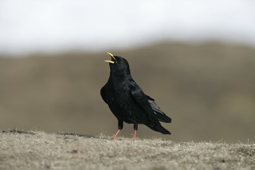 Alpine chough or yellow-billed chough, Pyrrhocorax graculus
