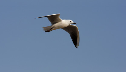 Audouins's gull Larus audouinii