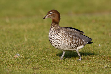 Australian wood duck or maned duck, Chenonetta jubata,