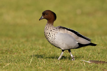 Australian wood duck or maned duck, Chenonetta jubata,