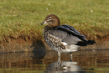 Australian wood duck or maned duck, Chenonetta jubata,