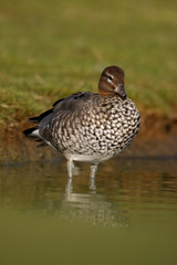 Australian wood duck or maned duck, Chenonetta jubata,