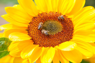 Naklejka premium Sunflower