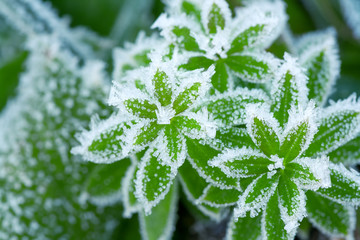 green grass in hoarfrost