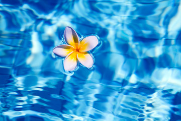 Fototapeta na wymiar Tropical frangipani flower in water