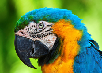 A blue and yellow macaw