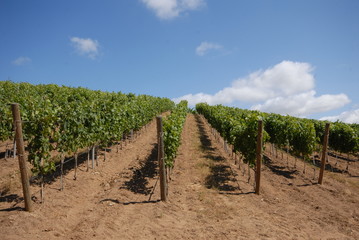 Fototapeta na wymiar Vigneto in Sardegna. Italian wine