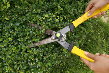 trimming bushes with garden scissors