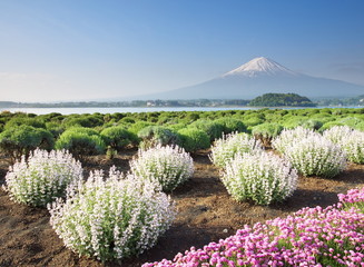 Naklejka premium Mountain Fuji in winter