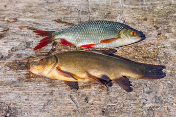 Raw fish tench and carp on wooden background