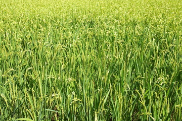 Rice field