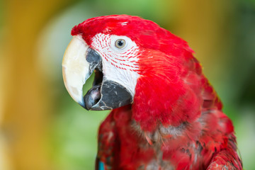 Fototapeta premium Scarlet macaw parrot