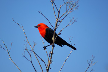 Amblyramphus holosericeus, Esteros del Iberá