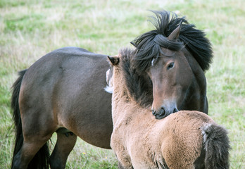 Obraz na płótnie Canvas Południowa Islandia - Islandia konie na pastwisku