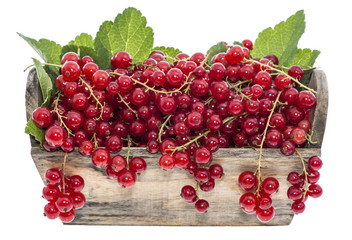 Portion of Red Currants (Isolated)