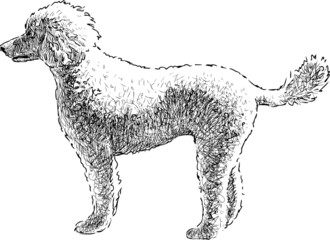 poodle