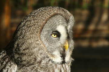 Great Gray Owl