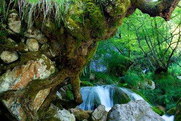 Radice di albero su roccia.